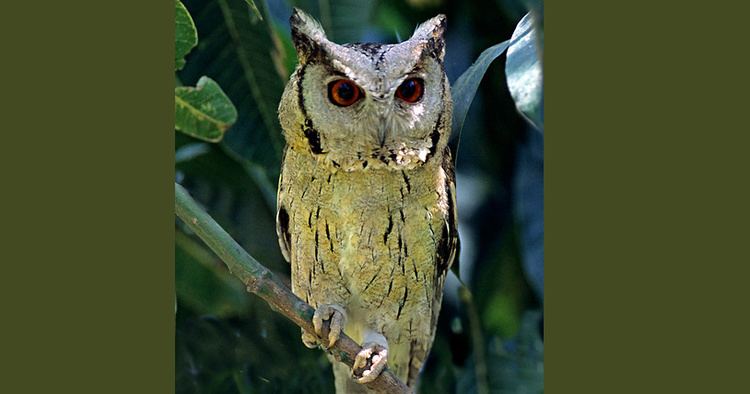Indian scops owl Indian Scops Owl Otus bakkamoena Information Pictures Sounds