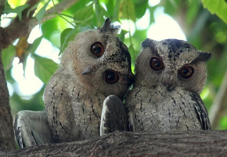 Indian scops owl Indian Scopsowl Otus bakkamoena videos photos and sound