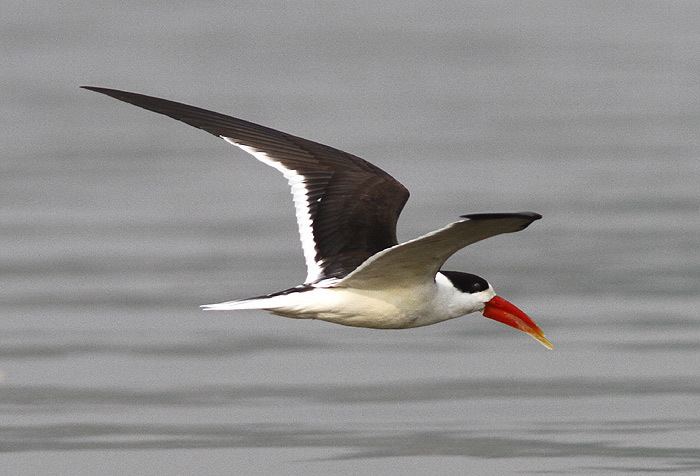 Indian skimmer Surfbirds Online Photo Gallery Search Results