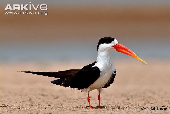 Indian skimmer Indian skimmer videos photos and facts Rynchops albicollis ARKive