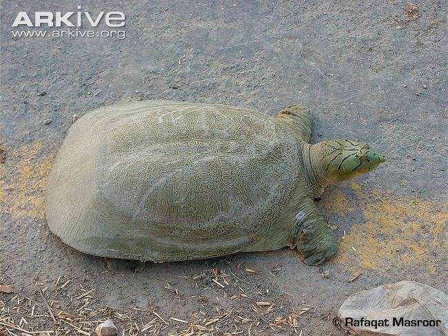 Indian Softshell Turtle Alchetron The Free Social Encyclopedia 