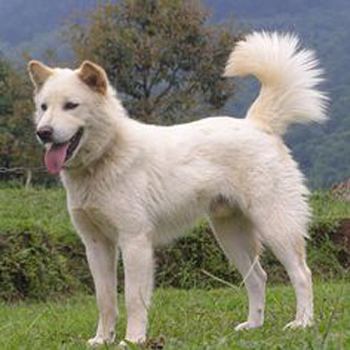Indian Spitz Indian Spitz Breed Guide Learn about the Indian Spitz