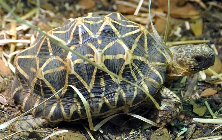 Indian star tortoise Indian star tortoise Wikipedia
