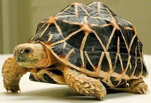 Indian star tortoise Indian Star Tortoise What a Pretty Shell Animal Pictures and