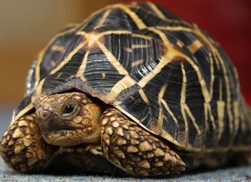 Indian star tortoise Indian Star Tortoise Care Sheet Reptile Centre