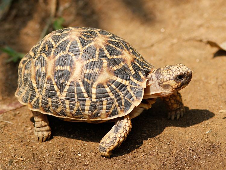 Indian star tortoise Indian Star Tortoise The beauty of this tortoise sadly has Flickr