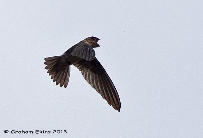 Indian swiftlet Oriental Bird Club Image Database Indian Swiftlet Aerodramus