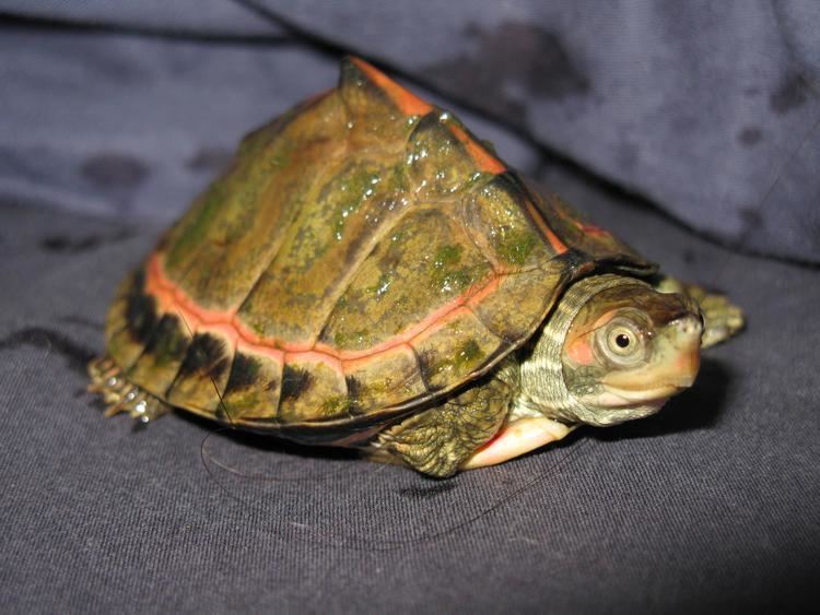 An Indian tent turtle with light green shell and orange markings on its shell.