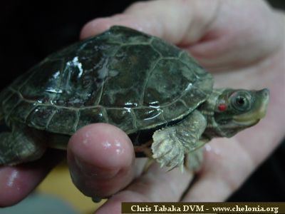 A young Indian tent turtle being held.