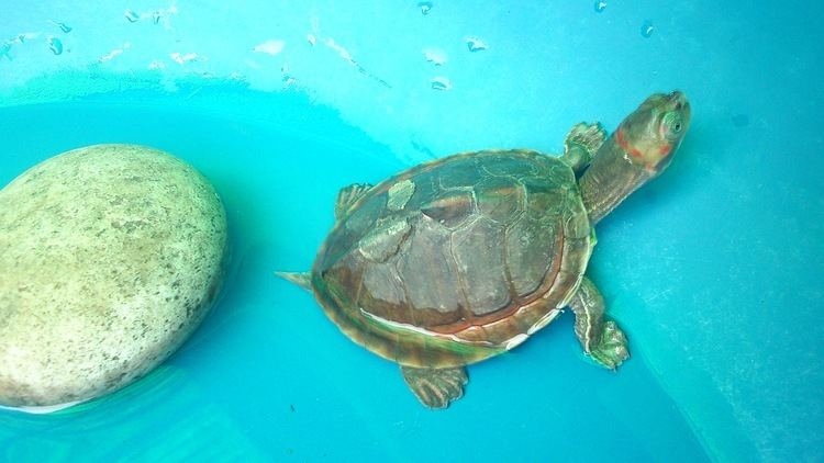 An Indian tent turtle inside a light blue container rearing up its long neck to breathe.