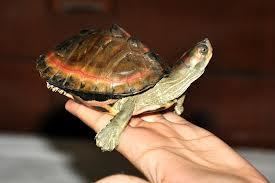 An Indian tent turtle with light green shell and orange markings on its shell rearing up its neck while being held.