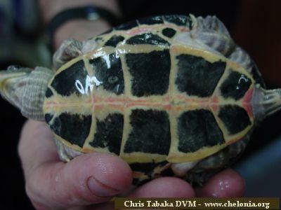 The plastron (lower part of shell) of an Indian tent turtle.