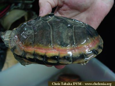 An Indian tent turtle with red coloration on its shell being held.