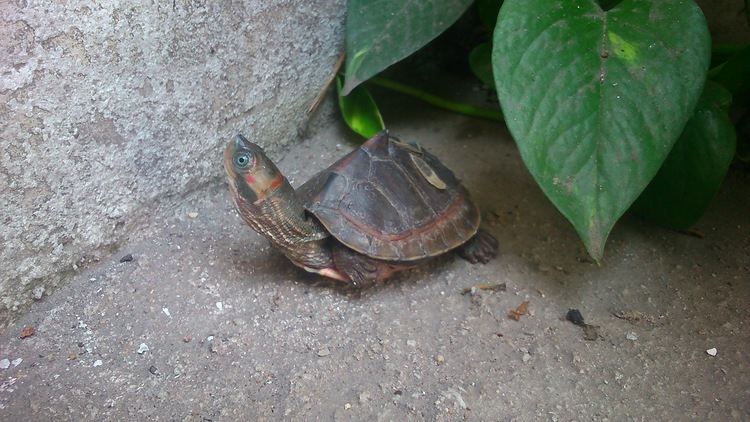 An Indian tent turtle with dark brown shell and orange markings on its shell rearing up its neck.