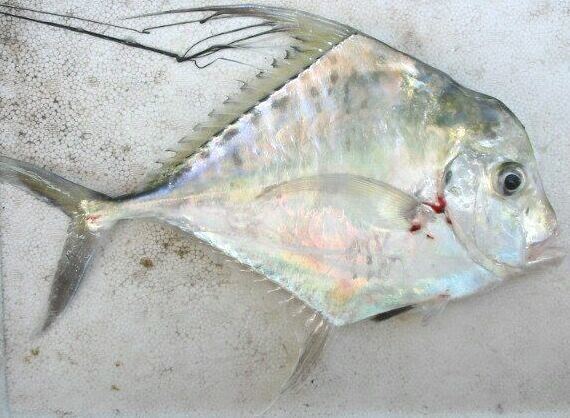 Indian threadfish indianthreadfish