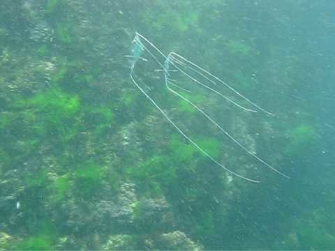 Indian threadfish Baby Indian Threadfish YouTube