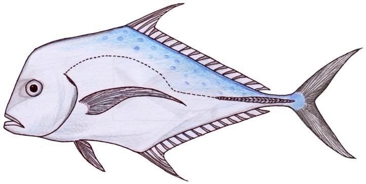 Indian threadfish httpsuploadwikimediaorgwikipediacommons77