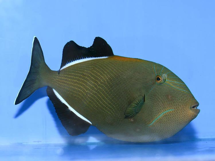 Indian triggerfish wwwfishtanksandpondscoukgalleriesimagesfish