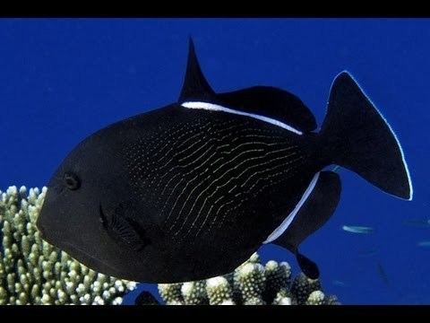 Indian triggerfish Melichthys indicus YouTube