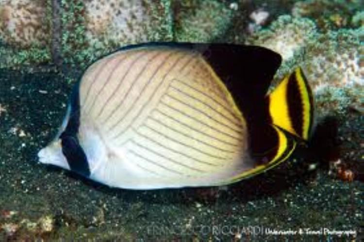 Indian vagabond butterflyfish Indian Vagabond Butterflyfish Information and Picture Sea Animals