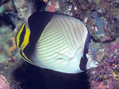 Indian vagabond butterflyfish httpsuploadwikimediaorgwikipediacommonsthu