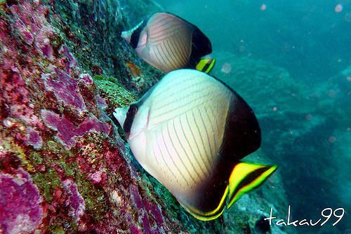 Indian vagabond butterflyfish Pair of Indian vagabond butterflyfish Thailand quotTwin Pea Flickr