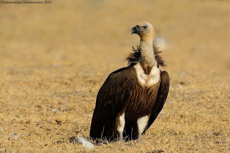 Indian vulture Indian Vultures and their Last Crusade