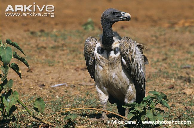 Indian vulture Indian vulture videos photos and facts Gyps indicus ARKive
