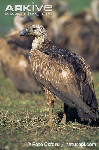 Indian vulture cdn2arkiveorgmedia9797C95F8D120B4C72AFE12