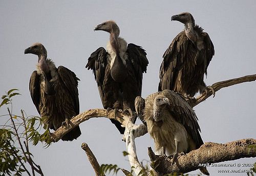Indian vulture Vultures Indian Vulture Gyps indicus and Indian White Flickr