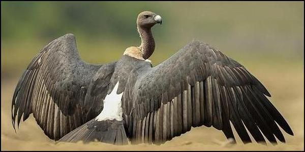 Indian vulture petition Save the Indian Vulture from Extinction
