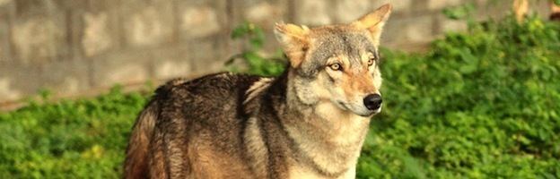 Indian wolf Indian Wolf Wolf Facts and Information