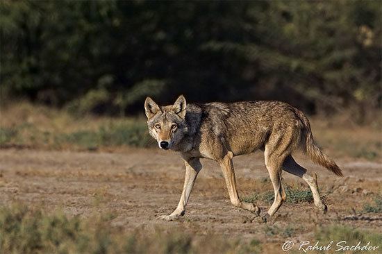 Indian wolf WOLF SPECIES The Indian Wolf