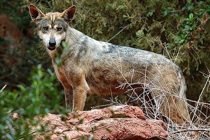 Indian wolf Wolves Of The World Indian Wolf Canis indica