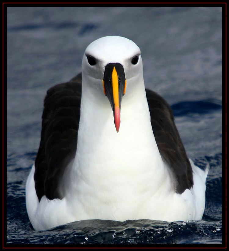 Indian yellow-nosed albatross Indian Yellownosed Albatross June Wollongong Pelagic 27 Flickr