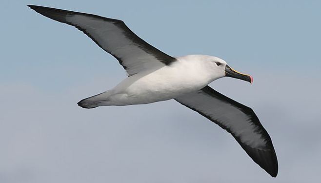 Indian yellow-nosed albatross carteri Indian yellownosed albatross