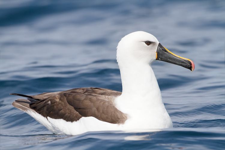Indian yellow-nosed albatross Indian yellownosed albatross Wikipedia