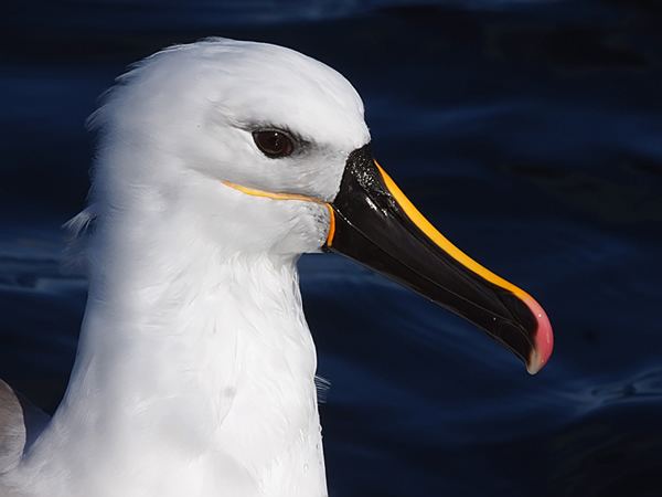 Indian yellow-nosed albatross Indian Yellownosed Albatross Birds in Danger
