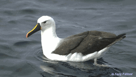 Indian yellow-nosed albatross Indian Yellownosed Albatross Thalassarche carteri Planet of Birds