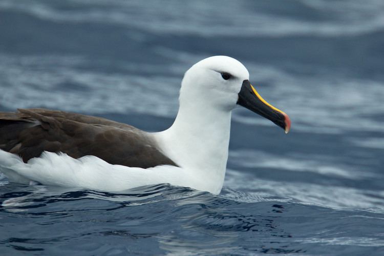 Indian yellow-nosed albatross Indian Yellownosed Albatross Thalassarche carteri Wildiaries