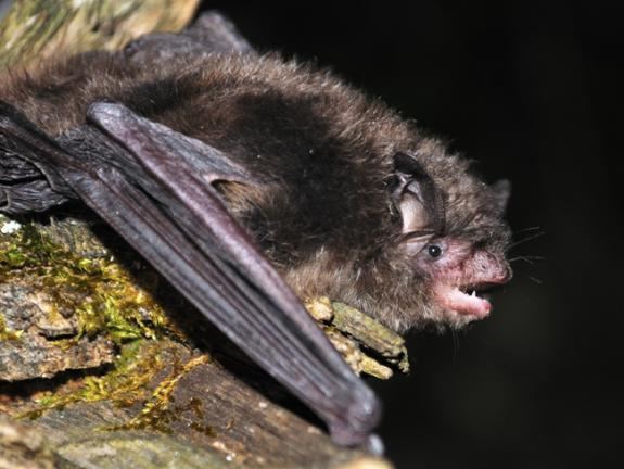 Indiana bat Wildlife Field Guide for New Jersey39s Endangered and Threatened