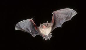Indiana bat Indiana Bats of Maryland MidAtlantic Wildlife Control