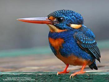 Indigo-banded kingfisher Indigobanded Kingfisher Bird Gallery Birdwatchph