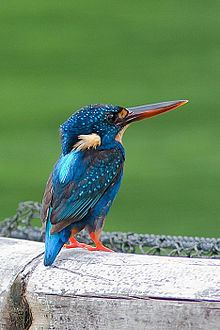 Indigo-banded kingfisher httpsuploadwikimediaorgwikipediacommonsthu