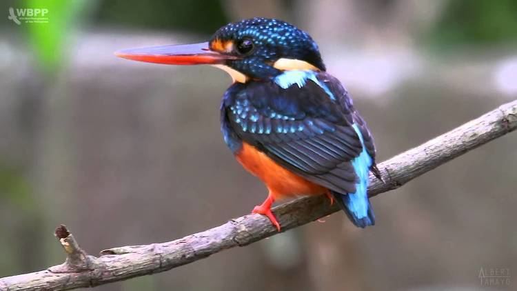 Indigo-banded kingfisher Indigobanded Kingfisher YouTube