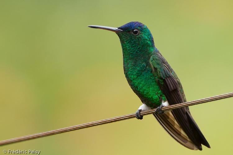 Indigo-capped hummingbird Indigocapped Hummingbird Amazilia cyanifrons videos photos and