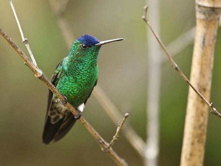 Indigo-capped hummingbird Indigocapped Hummingbird Amazilia cyanifrons videos photos and