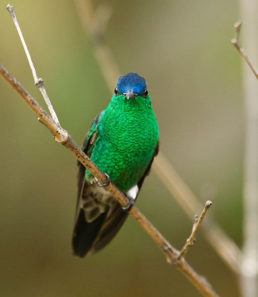 Indigo-capped hummingbird httpsphotossmugmugcomStockBirdsofColombia