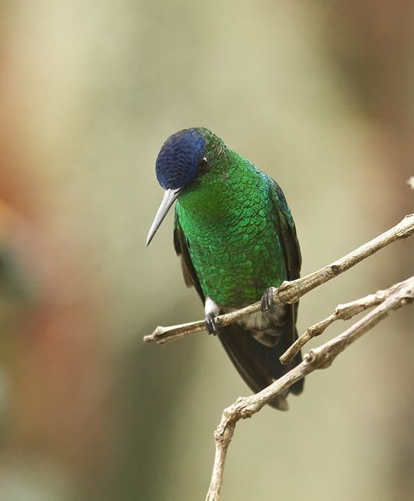 Indigo-capped hummingbird Indigocapped Hummingbird Amazilia cyanifrons videos photos and