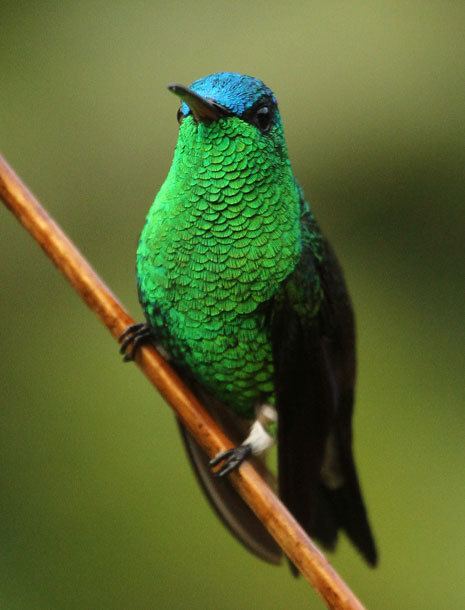 Indigo-capped hummingbird Surfbirds Online Photo Gallery Search Results